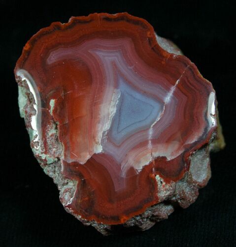 Yellow Cat Petrified Wood - Gem Quality #5779